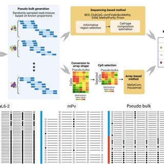 Schematic Overview Of Our Cell Type Deconvolution Benchmarking A