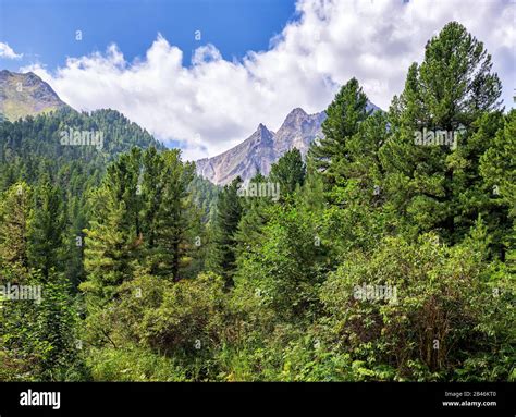 Green Mountain Taiga Centennial Siberian Pine Trees And Small Shrubs