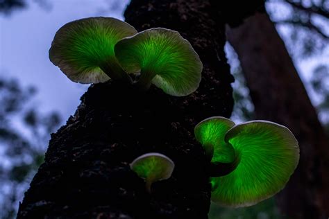 Nature’s nightlight: the glowing mushrooms found in Australian forests