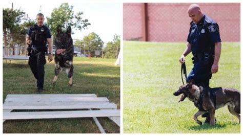 Two Alexandria Pd K9s To Receive Body Armor