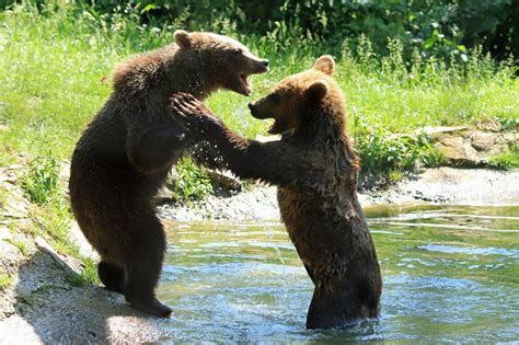 The Rescued Bears of Libearty Bear Sanctuary | Untravelled Paths