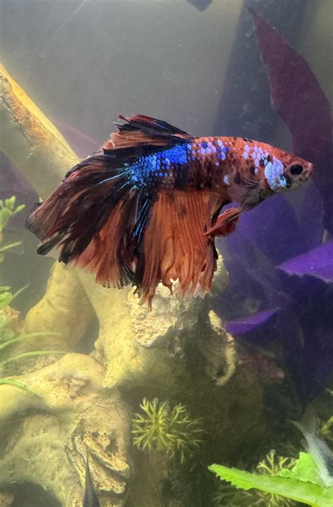 New betta fish owner- does he look normal? : r/bettafish