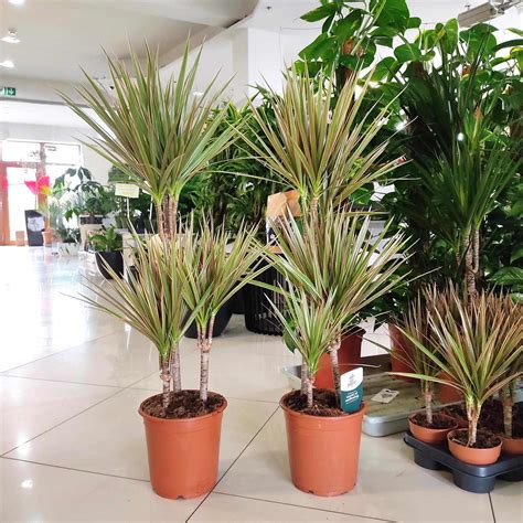 Dracena Obrze Ona Dracaena Marginata Bicolor Cm Sklep