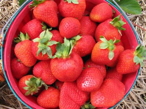 How to Grow Strawberries | how-tos | DIY