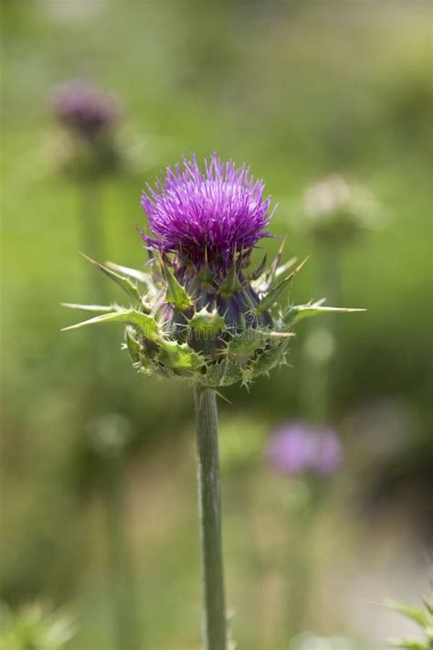 Milk Thistle Stock Photo Image Of Flora Plant Organic 41792470