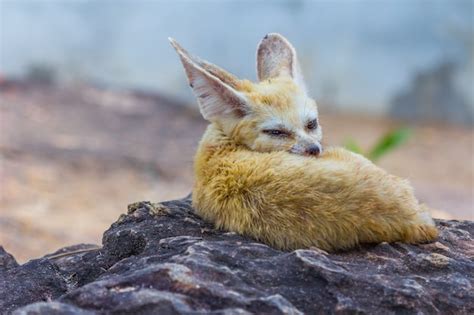 Free Photo | Closeup of a fennec fox sleeping on a stone under the warm ...