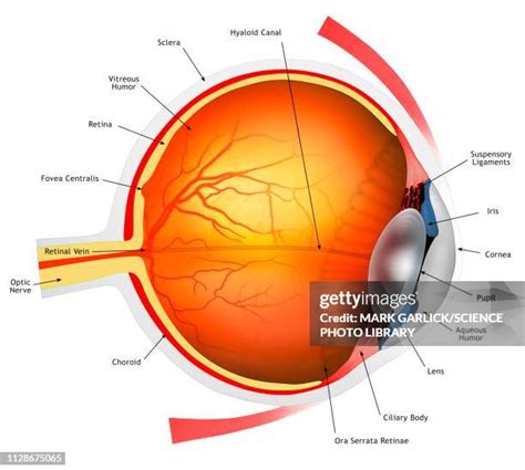 Human Eye Diagram Labeled