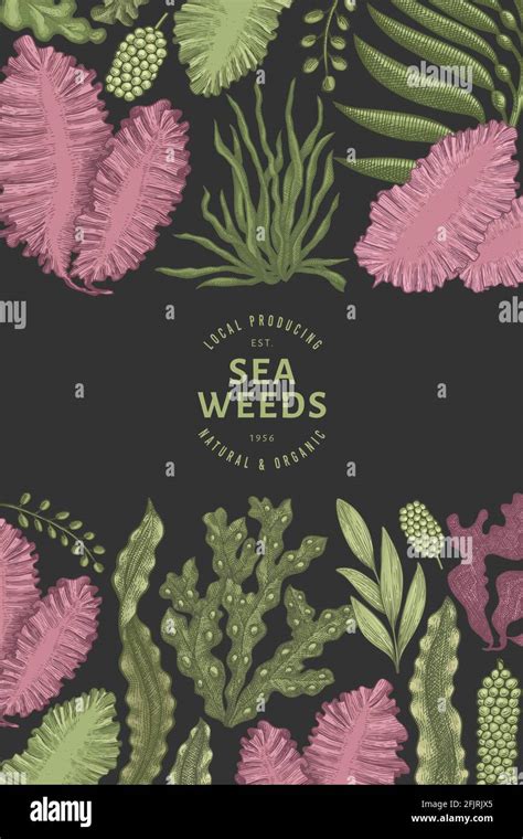 Seaweed Design Template Hand Drawn Vector Seaweeds Illustration