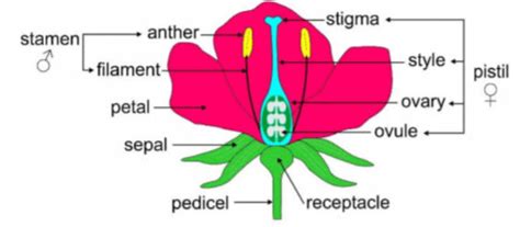 Update 210 Draw A Well Labelled Diagram Latest Nanoginkgobilobavn