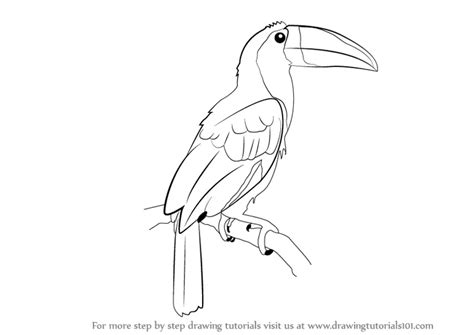 Toucan Drawing Outline