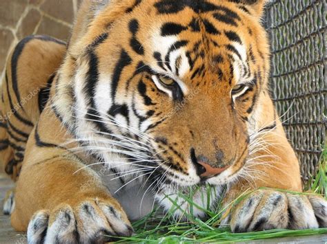 Tiger eating the grass — Stock Photo © Pshenichka #1415119