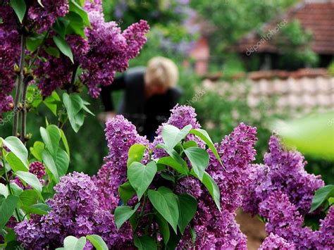 Pink lilac bush — Stock Photo © Alohen #1471409