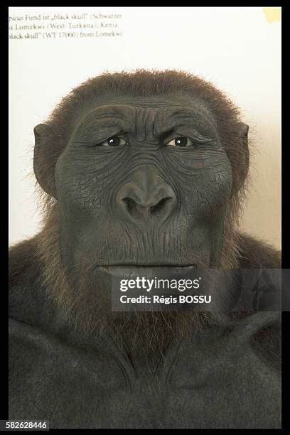 23 Australopithecus Boisei Stock Photos, High-Res Pictures, and Images ...