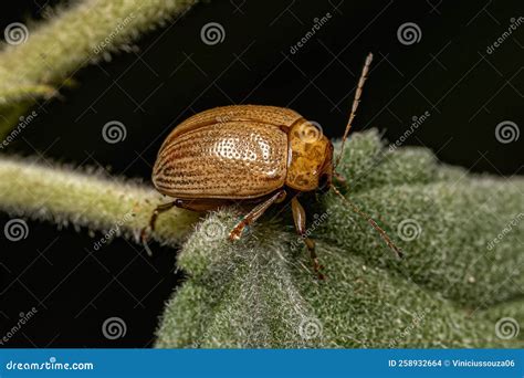 Adult Leaf Beetle Stock Photo Image Of Beetle Eumolpinae 258932664