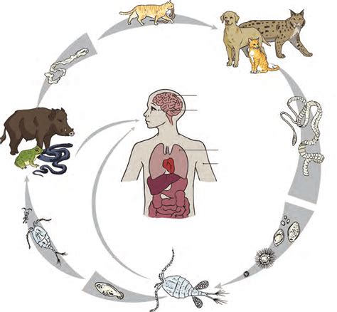 Life Cycle Of Spirometra Erinaceieuropaei Downloaded From