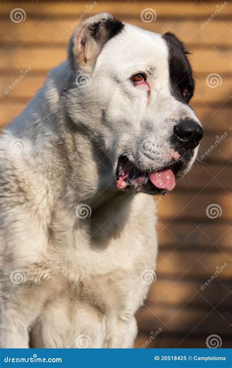 Alabai Dog Stock Image Image Of Fuzz Black Domesticated 20518425