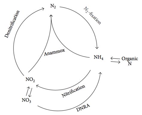 Nitrification And Denitrification