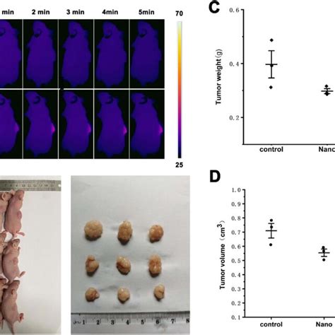 A Thermal Infrared Images Of Mice In Control Group And Nano Laser