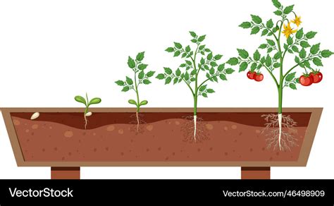 Growth stages of a tomato plant Royalty Free Vector Image