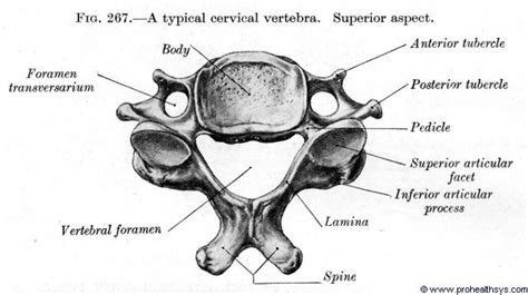 Cervical Vertebrae Diagram