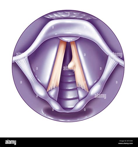 Cuerdas vocales pliegues fotografías e imágenes de alta resolución Alamy