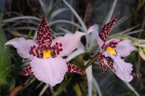 Rhynchostele Rossii F Rosea Two Flowers Grown By Orchid Flickr