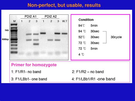 Ppt T Dna Mutagenesis Powerpoint Presentation Free Download Id262221