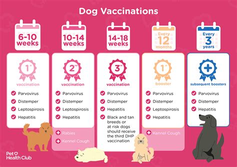 Puppy vaccination schedule - My Family Vets