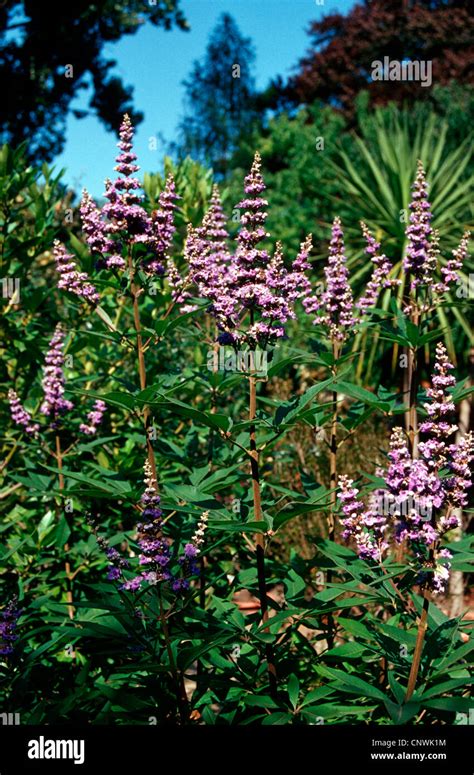 Chaste Tree Vitex Vitex Agnus Castus Blooming Stock Photo Alamy