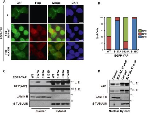 Phosphorylation By NLK Inhibits YAP1433interactions And Induces Its