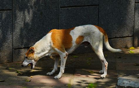 Cachorro vomitando amarelo possíveis causas e tratamentos Dicas Caninas