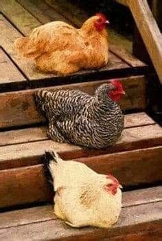 Pin By Jeannine Foret On Color And Mood Boards Pet Chickens