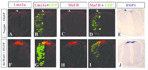 Effect Of Downregulation Of Bmp And Wnt Signals On Early Roof Plate