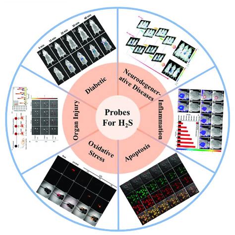 H S Based Small Organic Fluorescent Probes For Imaging And Diagnosis