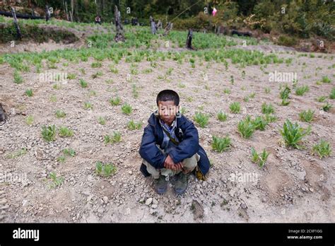 Opium Poppy Cultivation Myanmar Hi Res Stock Photography And Images Alamy