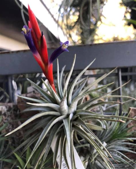 Bromeliads In Australia Tillandsia Espinosae