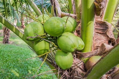 Khasiat Air Kelapa Muda Berita Terbaru Manfaat Dan Khasiat Air