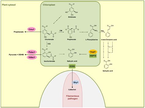 Frontiers Microbial Effectors Target Multiple Steps In The Salicylic