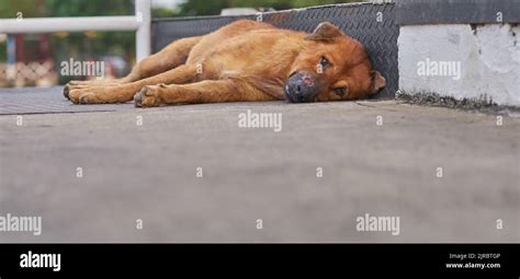 A very sad looking stray dog with an injured nose lying on the pavement ...