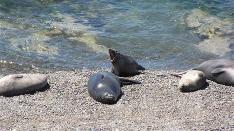 Patagonia Wildlife... 1 by ssabbath on DeviantArt