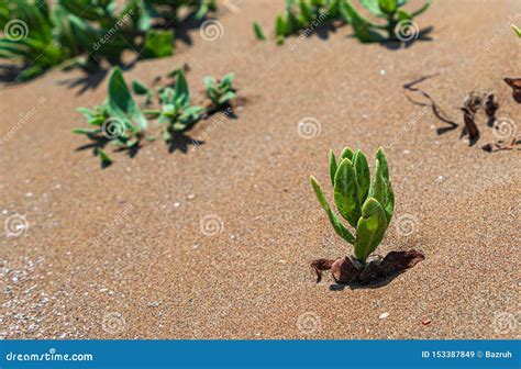 Planta Verde Que Sobrevive En La Arena Del Desierto Imagen De Archivo