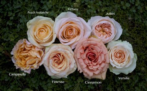 The Peach Rose Study | Flirty Fleurs The Florist Blog - Inspiration for ...