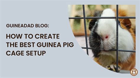 How to create the best guinea pig cage setup – GuineaDad