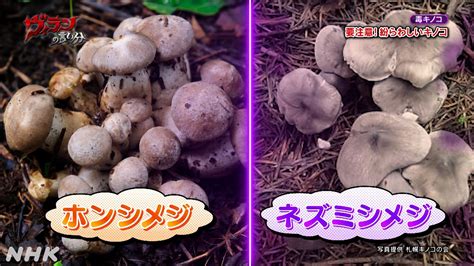 【毒キノコの言い分】見分けがつかない毒キノコとは キノコの毒が治療薬になる ヴィランの言い分 Nhk