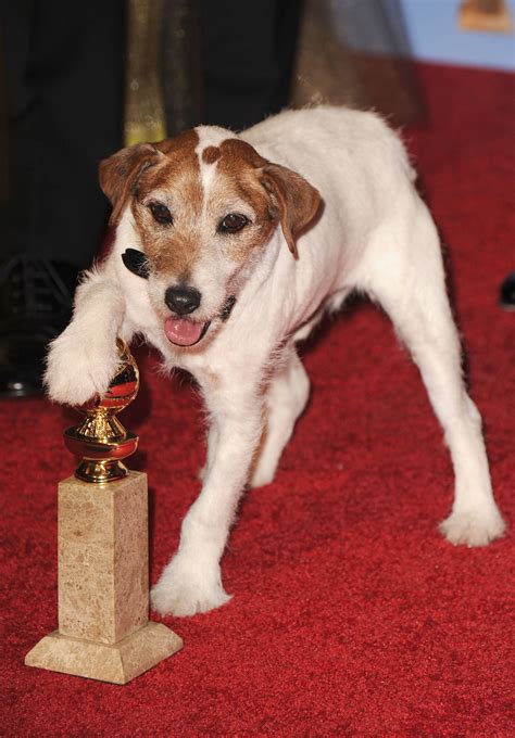 Can Jack Russells Win A Battle With A Jack Russell