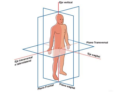 AnatomÍa Y FisiologÍa Humana Planos Ejes De OrientaciÓn Y TÉrminos Direccionales