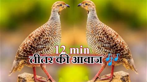 Teetar Ki Awaz Boli Partridge Sounds Francolin Voice Best Voice Teetar