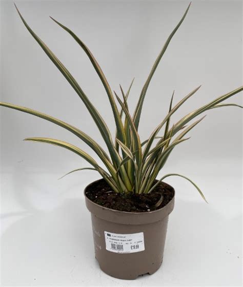 Perennial Plants Phormium Tenax Duet Benvista Garden Centre