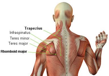 Proper Technique For Dumbbell Shoulder Shrugs