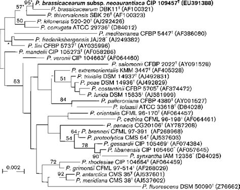 Phylogenetic Position Of Pseudomonas Brassicacearum Subsp